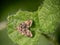 Anthophila fabriciana, aka the Nettle tap moth.
