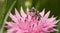 Anthophora urbana bee pollinating a pink Cornflower in spring