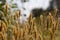 Anthoxanthum odoratum golden spikelets in a summer field