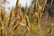 Anthoxanthum odoratum golden spikelets in a summer field