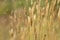 Anthoxanthum odoratum golden spikelets in a summer field