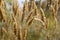 Anthoxanthum odoratum golden spikelets in a summer field