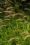 Anthoxanthum odoratum golden spikelets in a summer field August