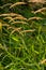 Anthoxanthum odoratum golden spikelets in a summer field August