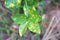 Anthracnose disease on green lime leaf