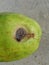 Anthracnose disease  on guava fruit