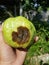 Anthracnose disease injured on Guava fruit.