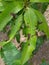 Anthracnose disease on mango leave