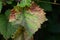 Anthracnose of grapes, fungus disease. A close-up of a grape vine leaf with yellow and brown patches infected by grape vine fungal