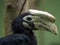 Anthracoceros marchei, Palawan hornbill, is a rare endemic species