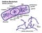 Anthrax Bacteria Morphology and Cell