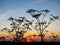 Anthriscus sylvestris also cow parsley