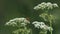 Anthriscus sylvestris, known as cow parsley, wild chervil, wild beaked parsley, Queen Anne's lace or keck, is a