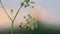 Anthriscus sylvestris at sunset. Cow parsley, wild chervil, wild beaked parsley, Queen Anne's lace or keck, is a