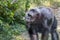 Anthropoid ape of a chimpanzee