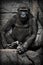 Anthropoid gorilla sits and looks full face, perplexed by the questioning look, dark background