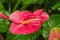 Anthurium