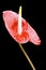 Anthurium