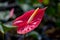 Anthurium andraeanum