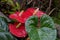 Anthurium andraeanum