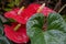 Anthurium andraeanum