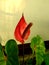 Anthurium andraeanum or Flaminggo-lily