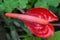 Anthurium andraeanum is most striking and recognizable houseplants