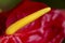 Anthurium andraeanum. Red flower with dew drops, spadix hood of anthurium closeup