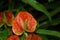 Anthurium Andre flower Lat. Anthurium andraeanum.