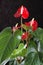 Anthurium andreanum