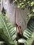 Anthurium Bloom Its Flower And Wide Leaf Vein On Our Outdoor Garden