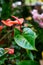 Anthurium blooms in bright red flowers with a tail. Flamingo Flower Blossom, Exotic Tropical Houseplant Epiphyte