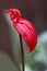 Anthurium blossom