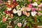 Anthurium Bouquet