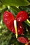 Anthurium in Brilliant Red