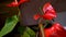 Anthurium buds on black background. Red home flower with a yellow center. Flower in the shape of a heart. Anthurium