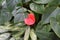 Anthurium Cavalli flower close up