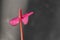 Anthurium cavalli flower with drops of water  on a gray background. Anthurium - a decorative indoor hybrid plant.