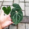 Anthurium Clarinervium with heart-shaped dark green leaves and prominent veins