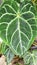 Anthurium Crystallinum leaves or Elephant Ears