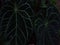 Anthurium crystallinum plant leaves closeup view
