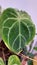 Anthurium or elephant ear leaves