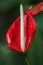 Anthurium Fire Red Tropical Flower green background