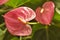 Anthurium -flamingo flower