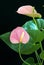 Anthurium - Flamingo Flower