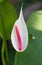 Anthurium/Flamingo Flowers.