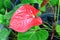 Anthurium/Flamingo flowers in the garden