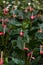 Anthurium or flamingo flowers growing in a nursery