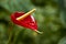 Anthurium flower