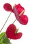 Anthurium flower